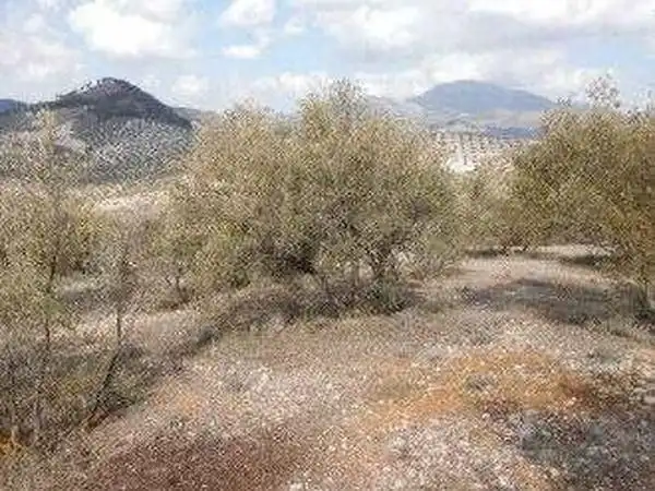 Terreni e lotti in vendita a Alcaudete, imagen 9