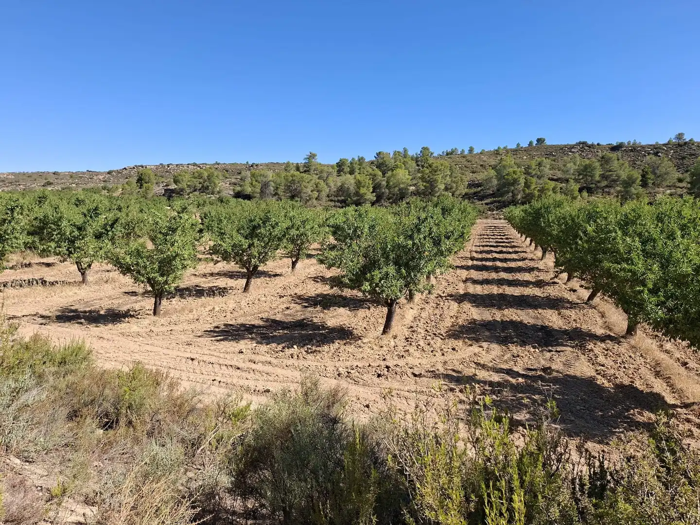 Finca rústica en venta en Maella