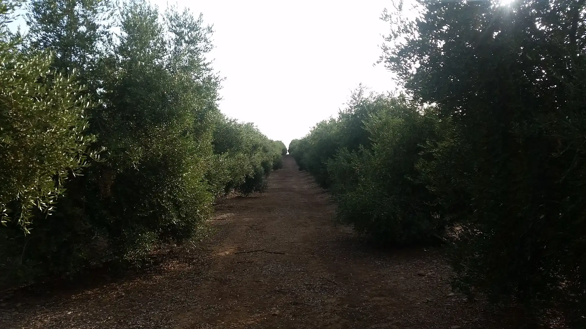 Terreno en venta en Trigueros