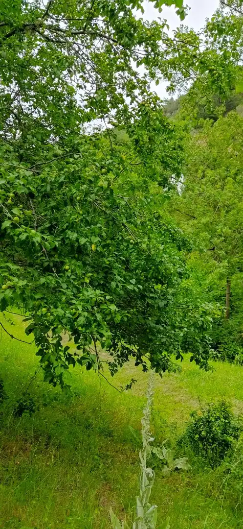 Jardí de Casa o xalet en venda en Pesaguero amb Calefacció, Terrassa i Moblat