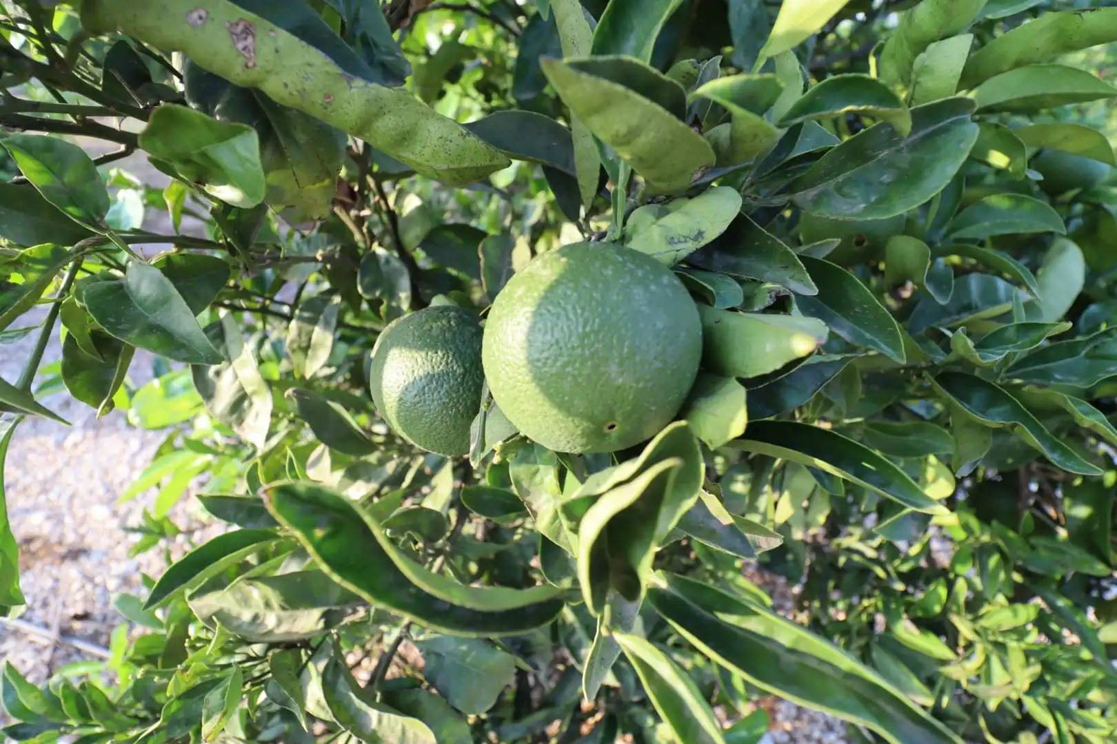 Jardí de Terreny en venda en Vinaròs
