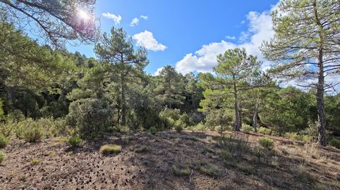 TrilloTerreno, imagen 4