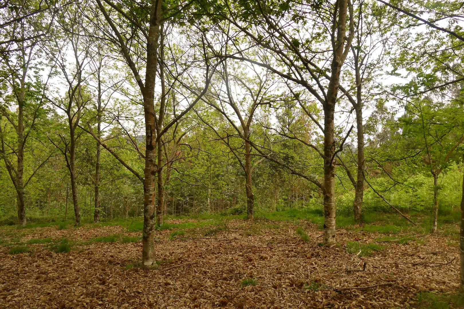 Finca rústica en venda en San Sadurniño amb Jardí privat, Moblat i Forn