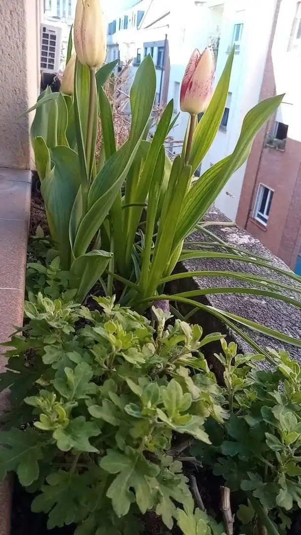 Appartement à vendre à Calle de Juan XXIII, imagen 29