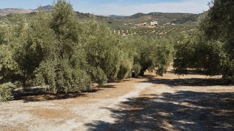 OLIVAR ENTRE CABRA Y GAENA, immagine 4