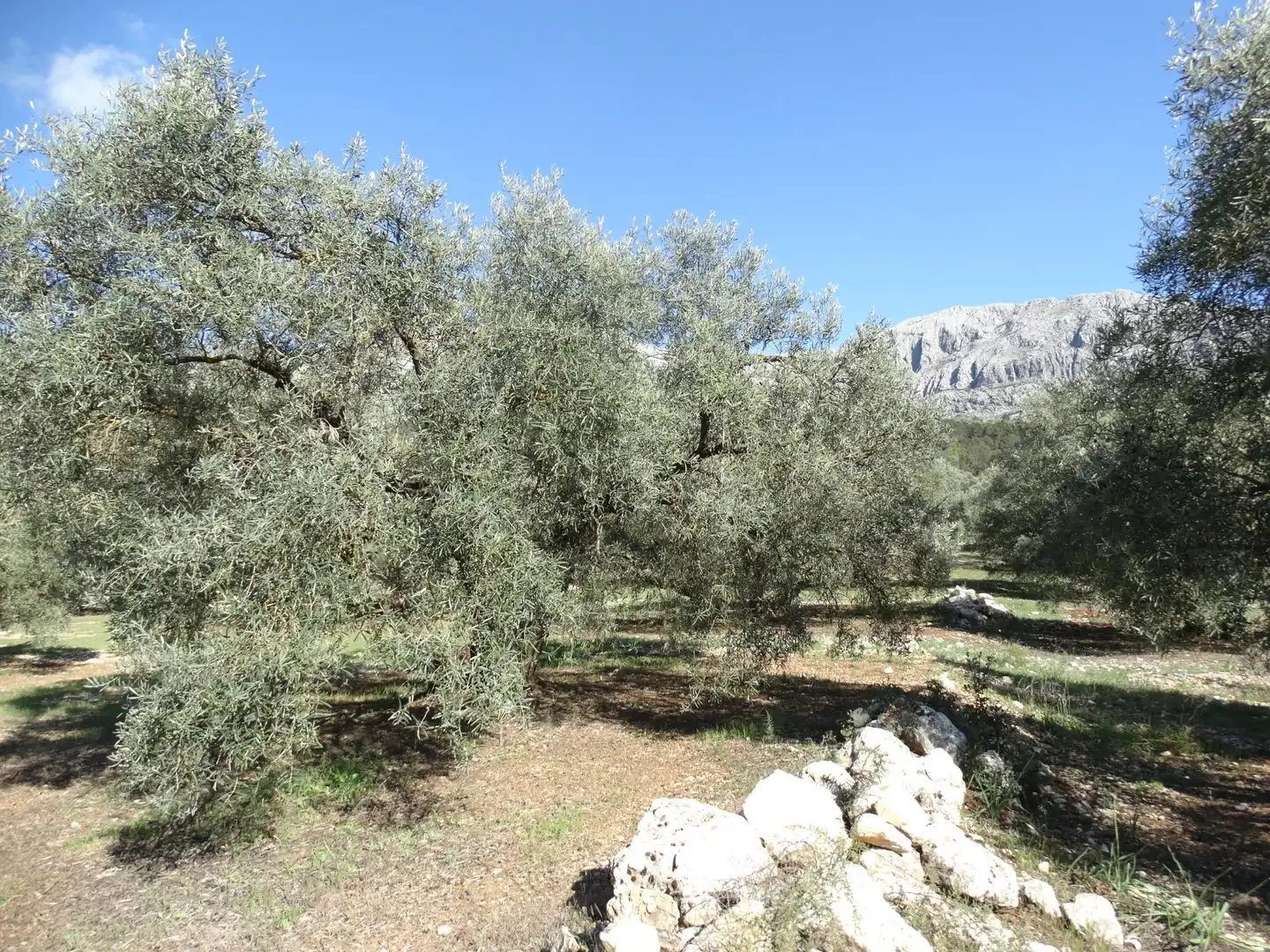 Rustikales Grundstück zum Verkauf in Villanueva del Rosario, imagen 3