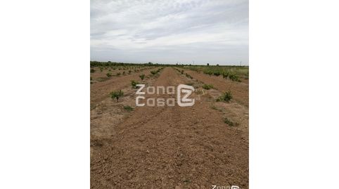 Finca Rustica  Venta Algemesí, Bild 4