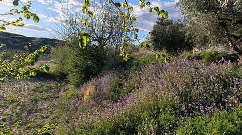 TERRENO DE TRES PARCELAS CON 3600 METROS, immagine 2