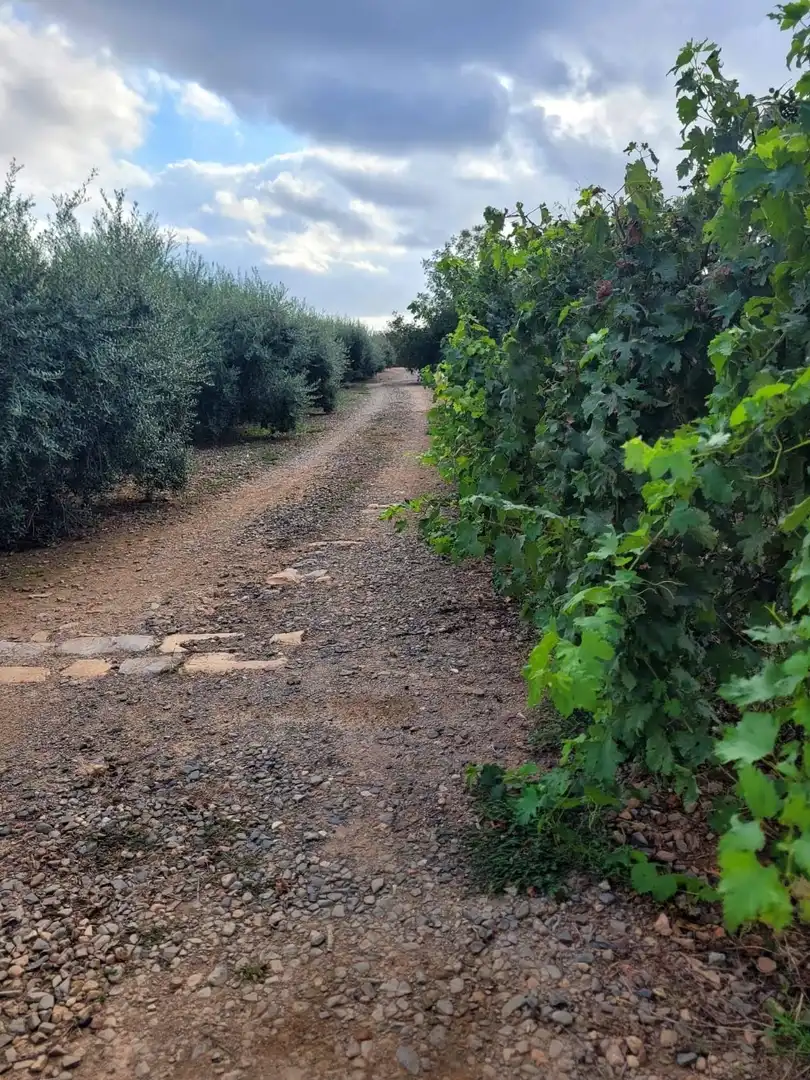 Casa rústica en venta en Riudoms, imagen 17