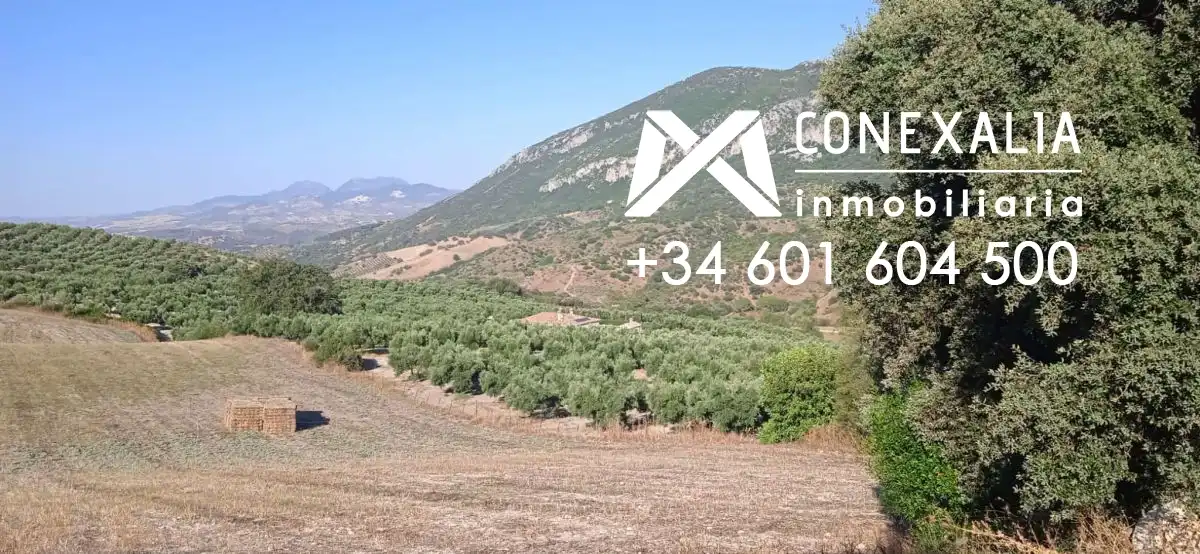 Finca rústica en venta en Algodonales con Piscina