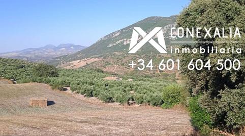Foto 2 de Finca rústica en venta en N/a, Algodonales, Cádiz