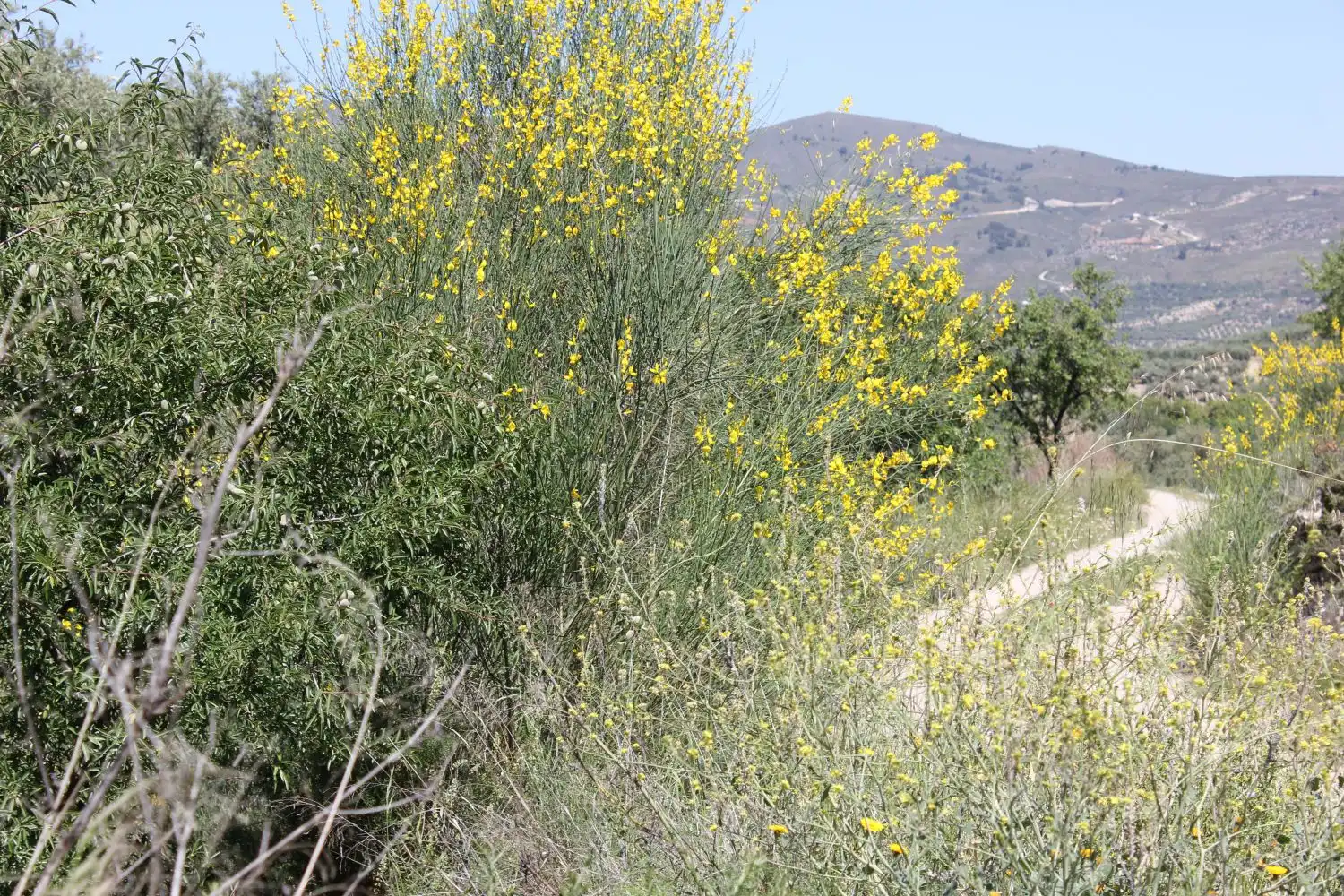 Terreni e lotti in vendita a andalucia, imagen 20