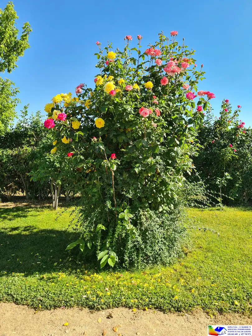 Jardín de Casa o chalet en venta en Fuente El Saz de Jarama con Aire acondicionado, Calefacción y Jardín privado