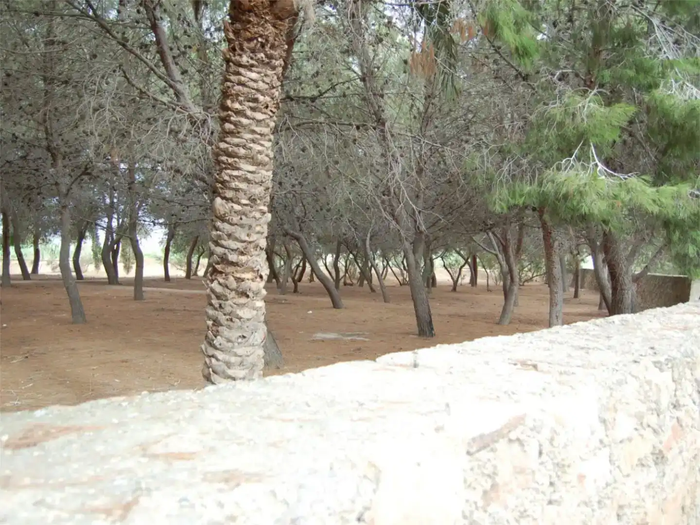 Jardí de Finca rústica en venda en Orihuela amb Jardí privat