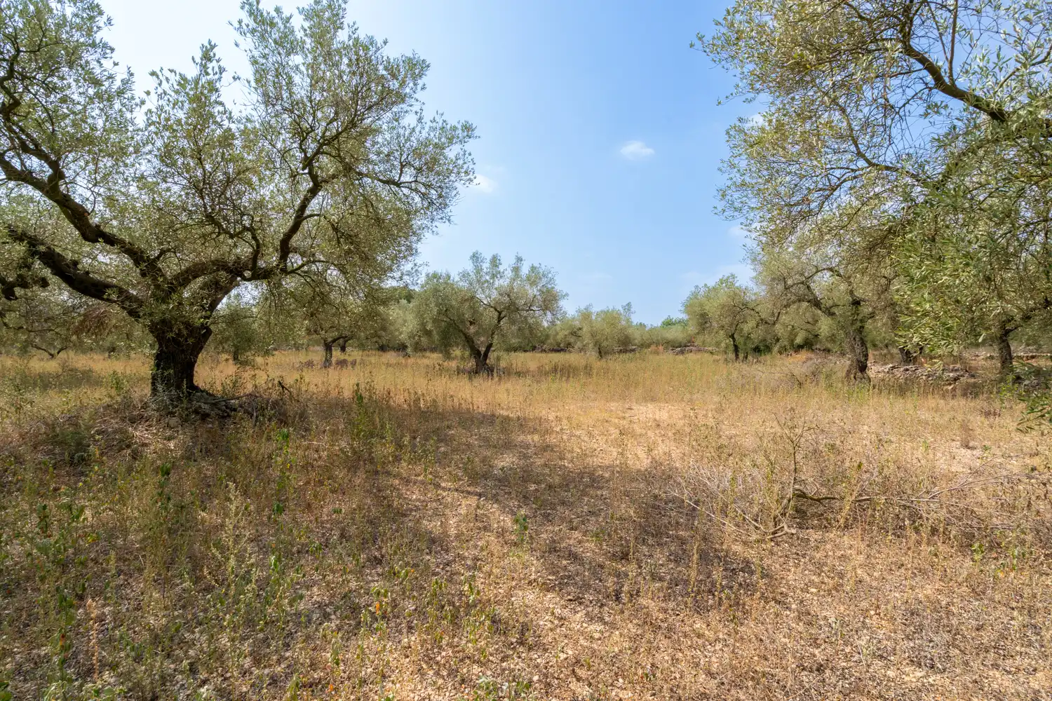 Rustikales Grundstück zum Verkauf in Ulldecona, imagen 2