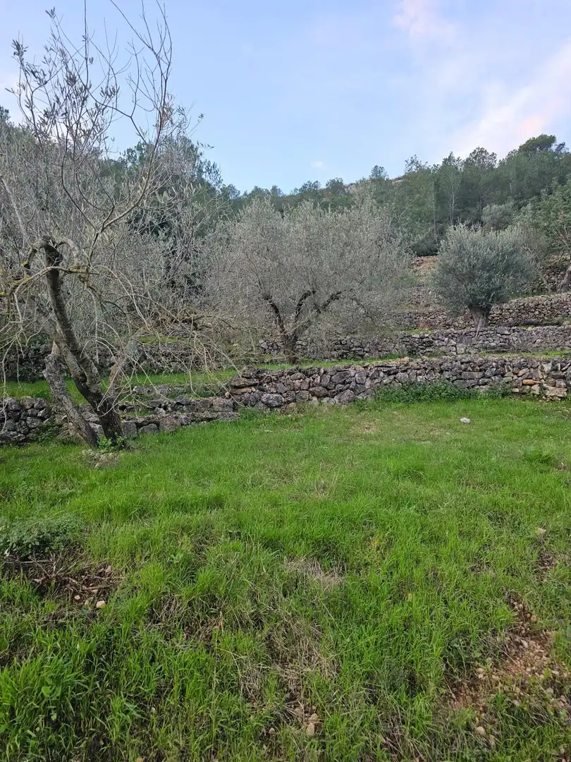 Rural land for sale in Alcanar, imagen 2