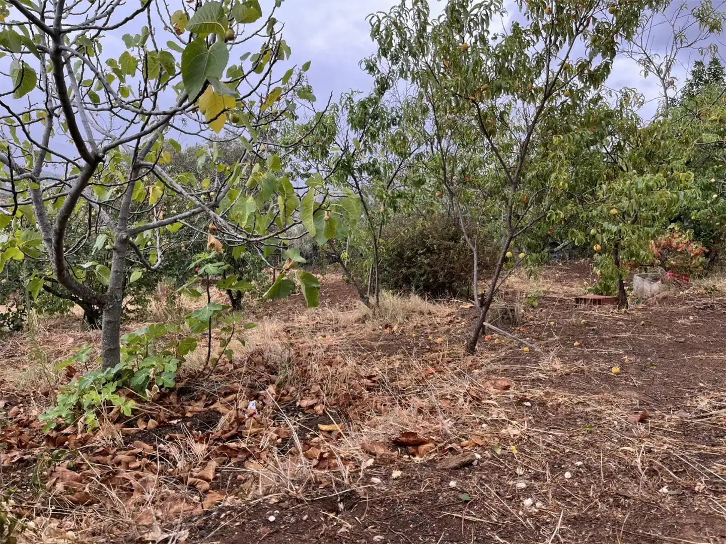 Terreno en venta en Valverde del Fresno