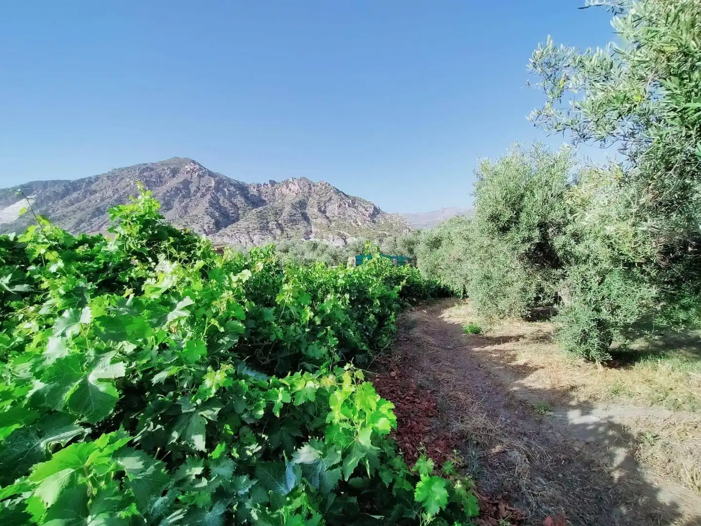Lands and plots for sale in Nigüelas
