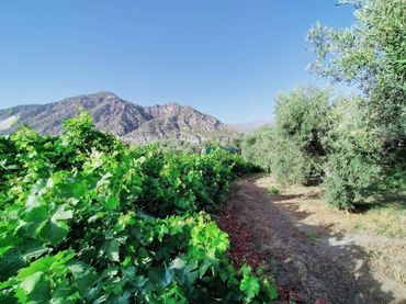 Terreni e lotti in vendita a Nigüelas