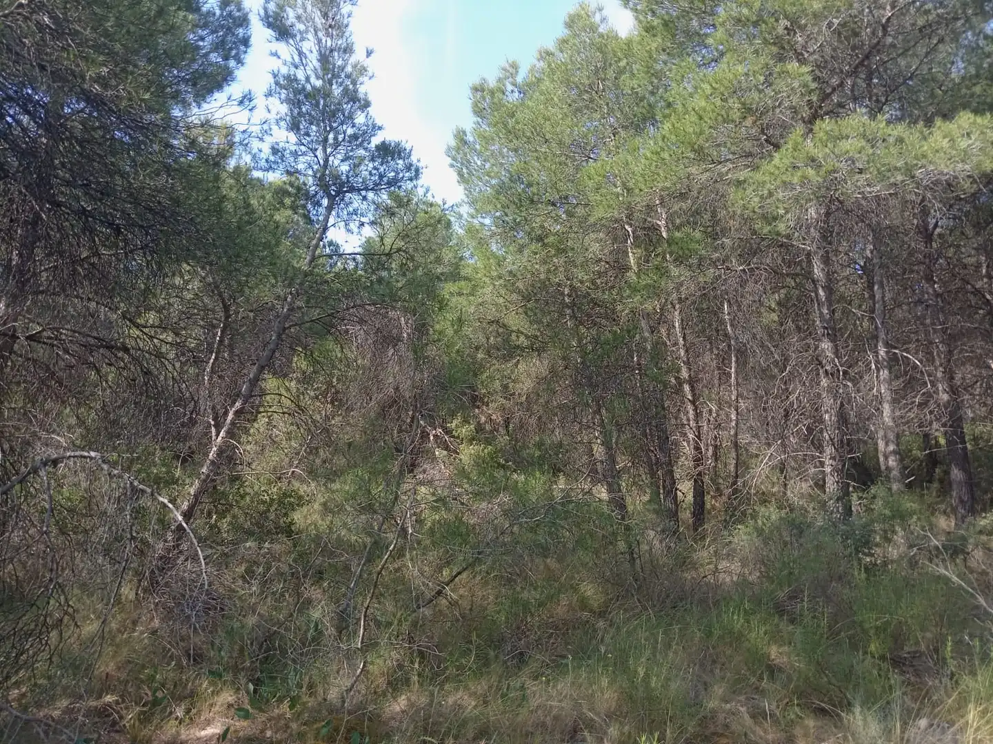 Finca rústica en venda en Batea