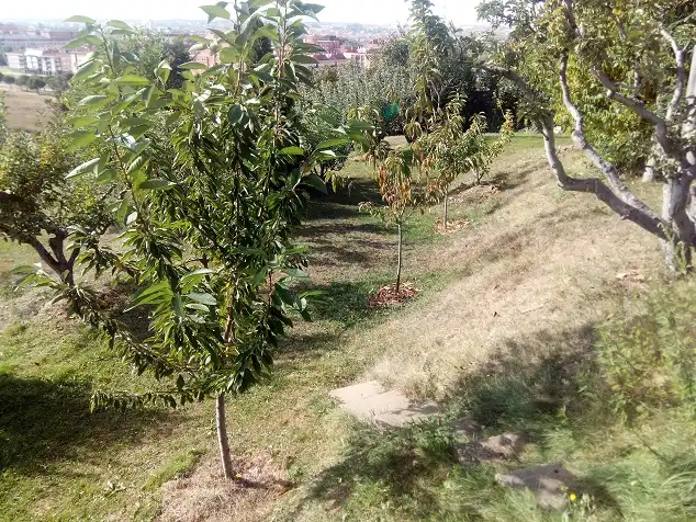 Terreny rústic en venda a Paraje Los Polvorines, imagen 2