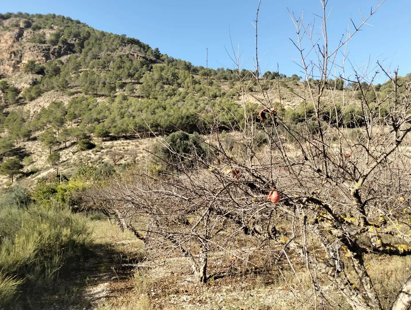 Rural land for sale in Villamena, imagen 9