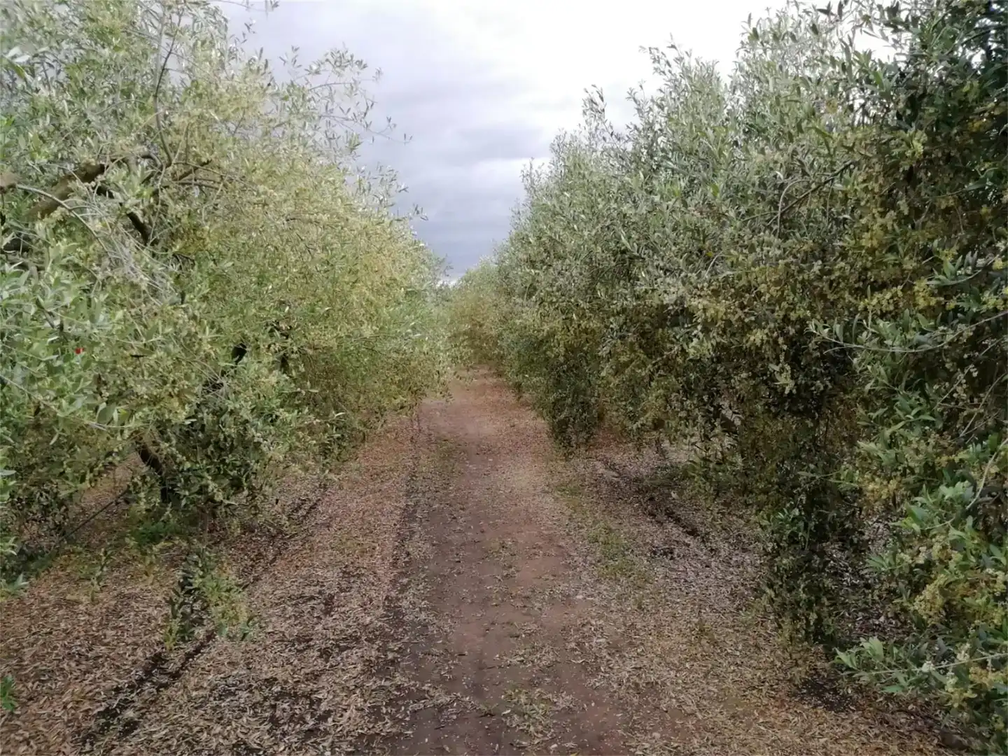 Finca rústica en venda en Móra la Nova amb Aire condicionat i Piscina