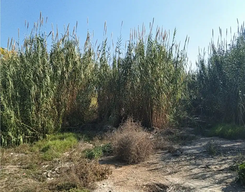 Terreny residencial en venda a LA ALBERCA
