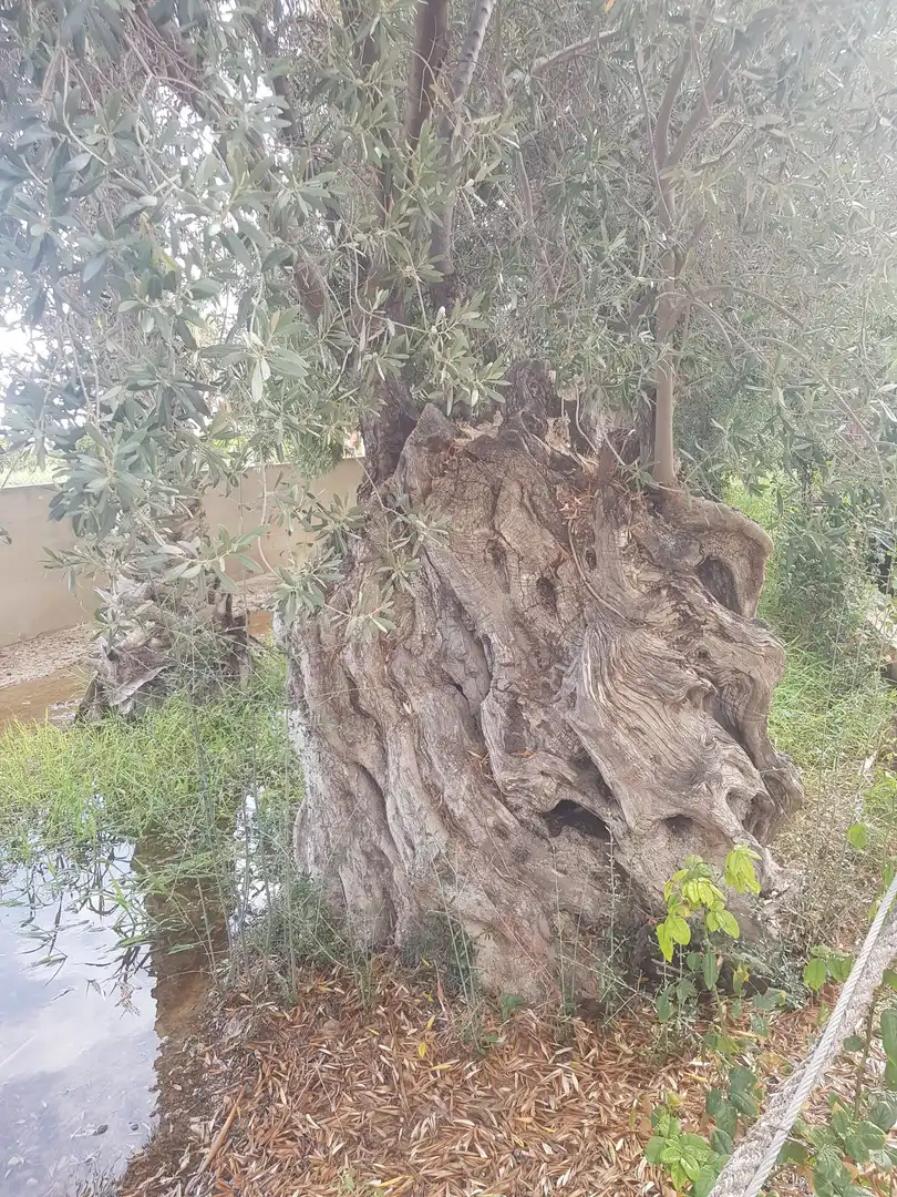 Terrenys i solars en venda a El Secanet - Hacienda del Sol, imagen 5