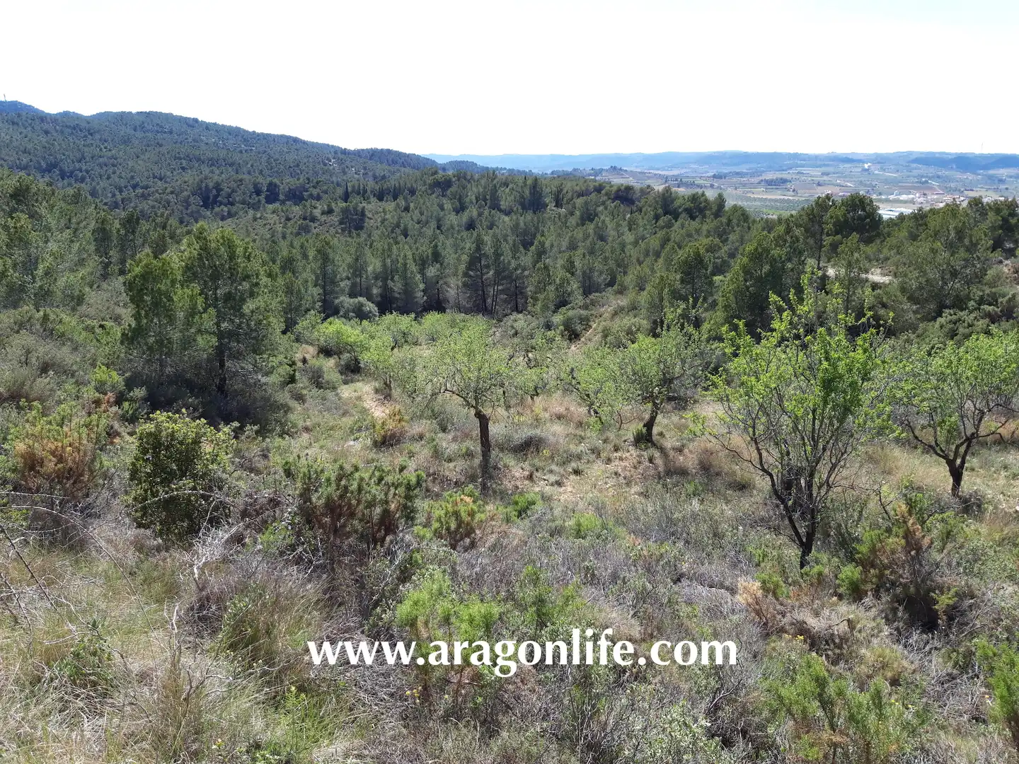 Terreno en venta en Gandesa