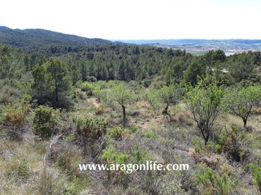 Terreno rústico en venta en Gandesa