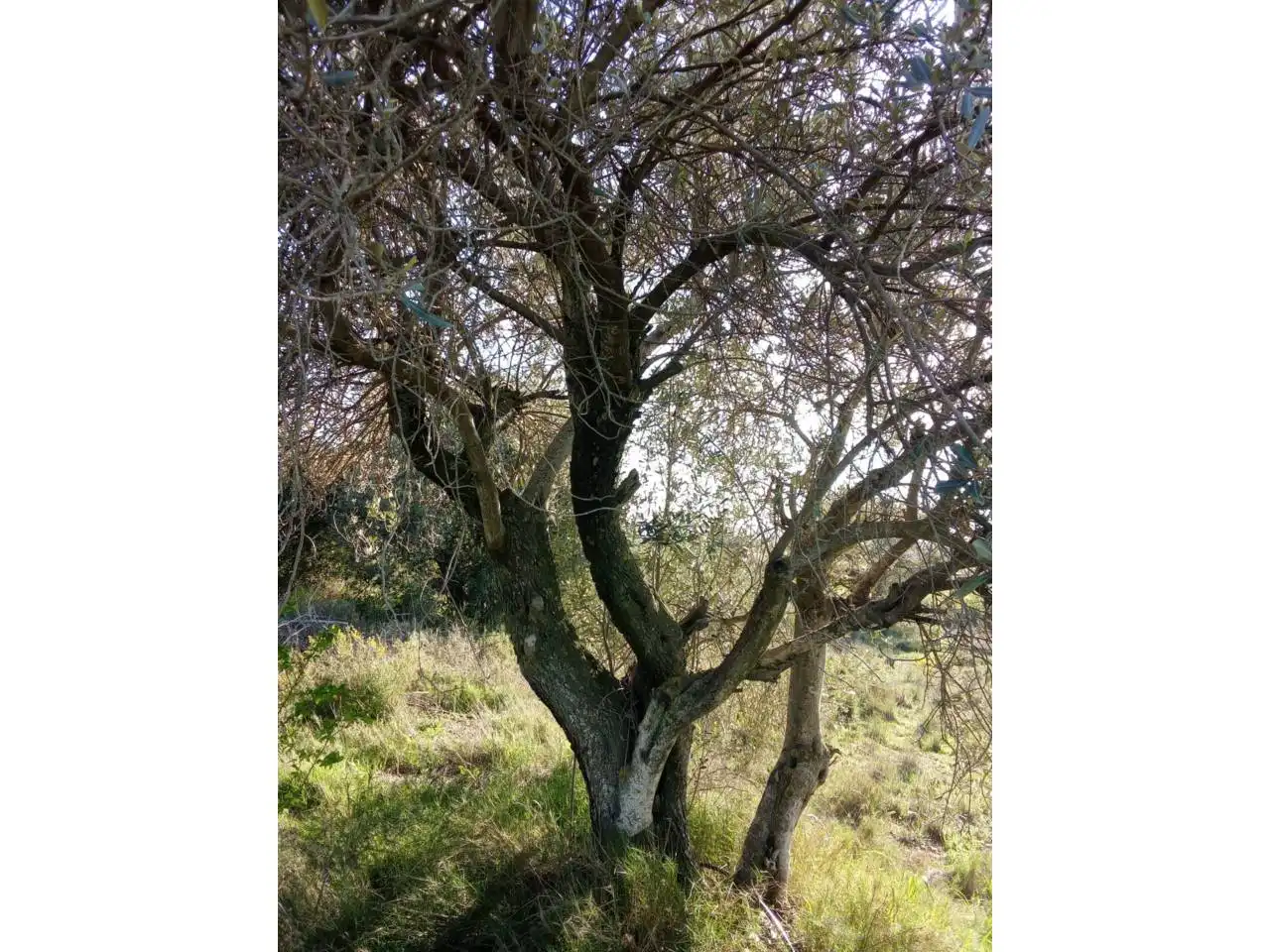 Jardín de Terreno en venta en Alfántega