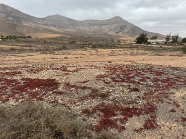 Terreno rustico in vendita a Lugar Tefia 48