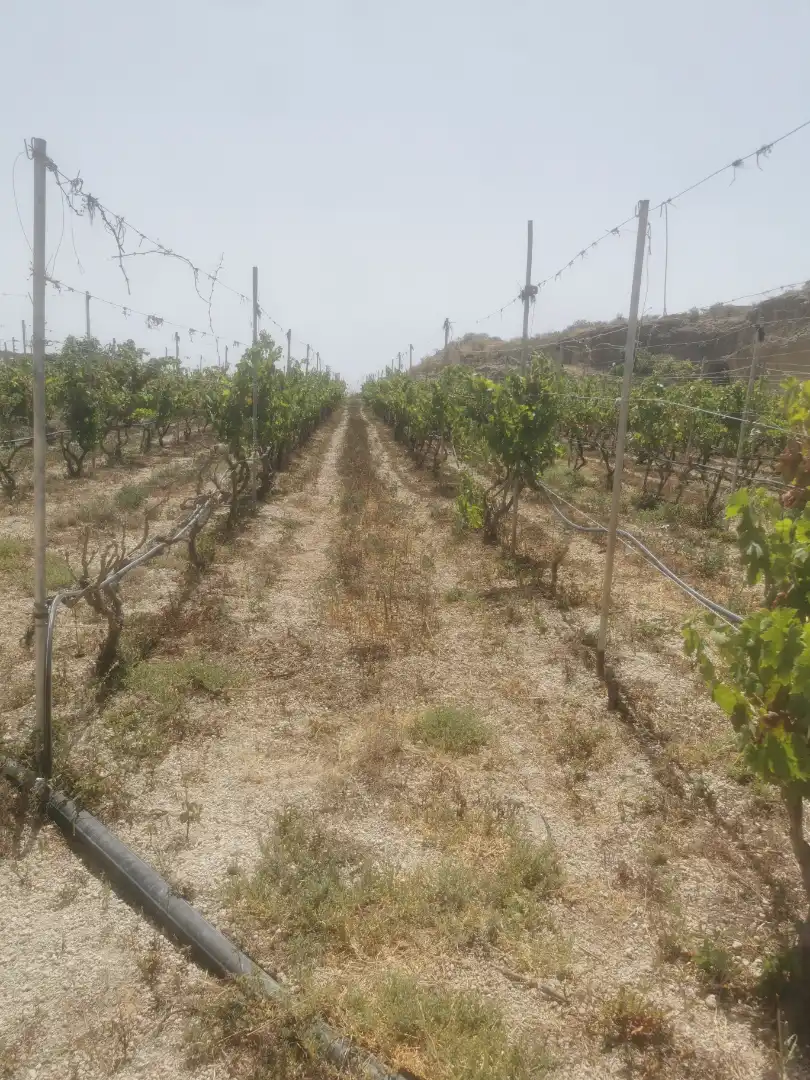 Terreny en venda en Granadilla de Abona