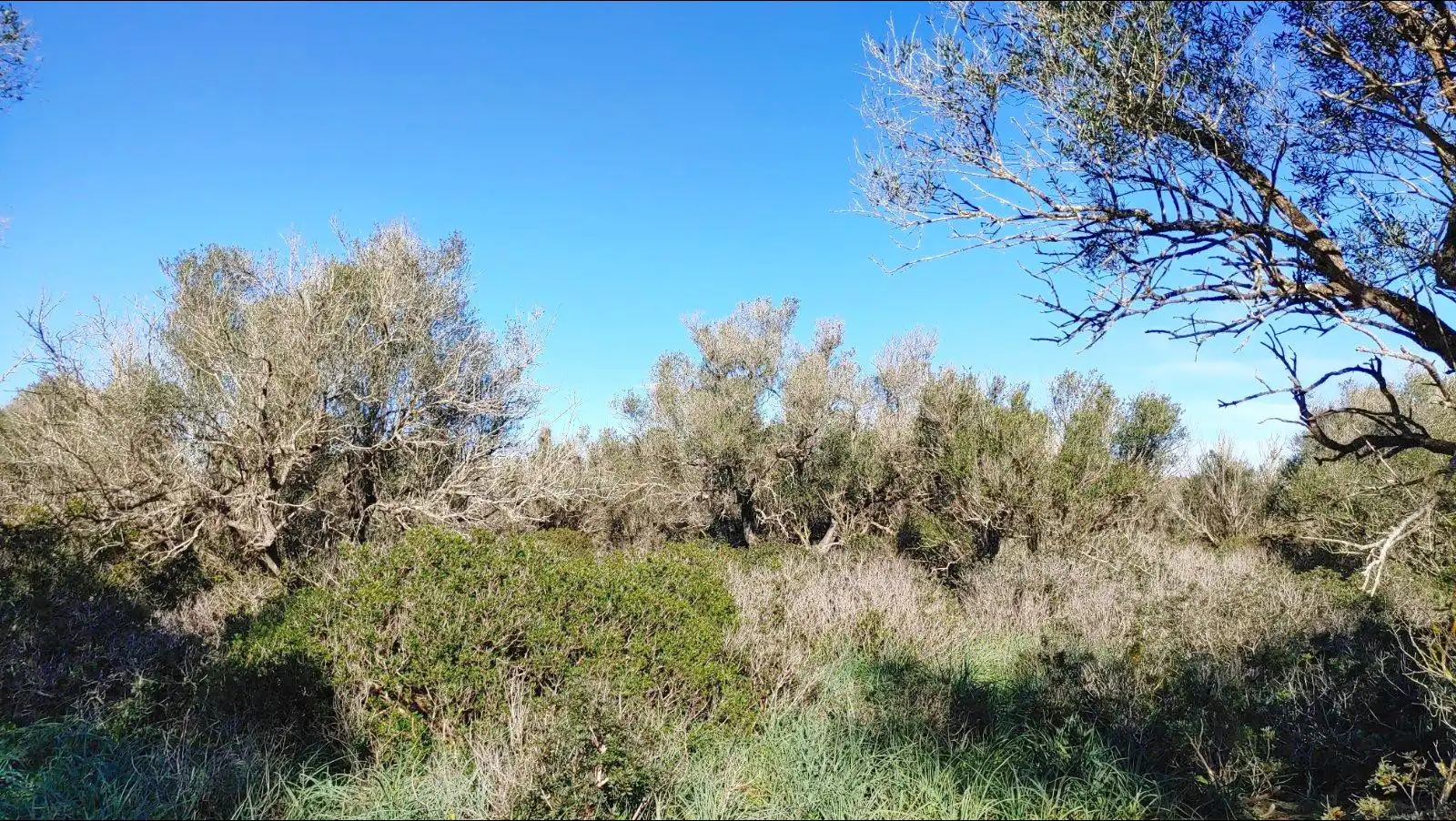 Terrenys i solars en venda a Felanitx Poble, imagen 7