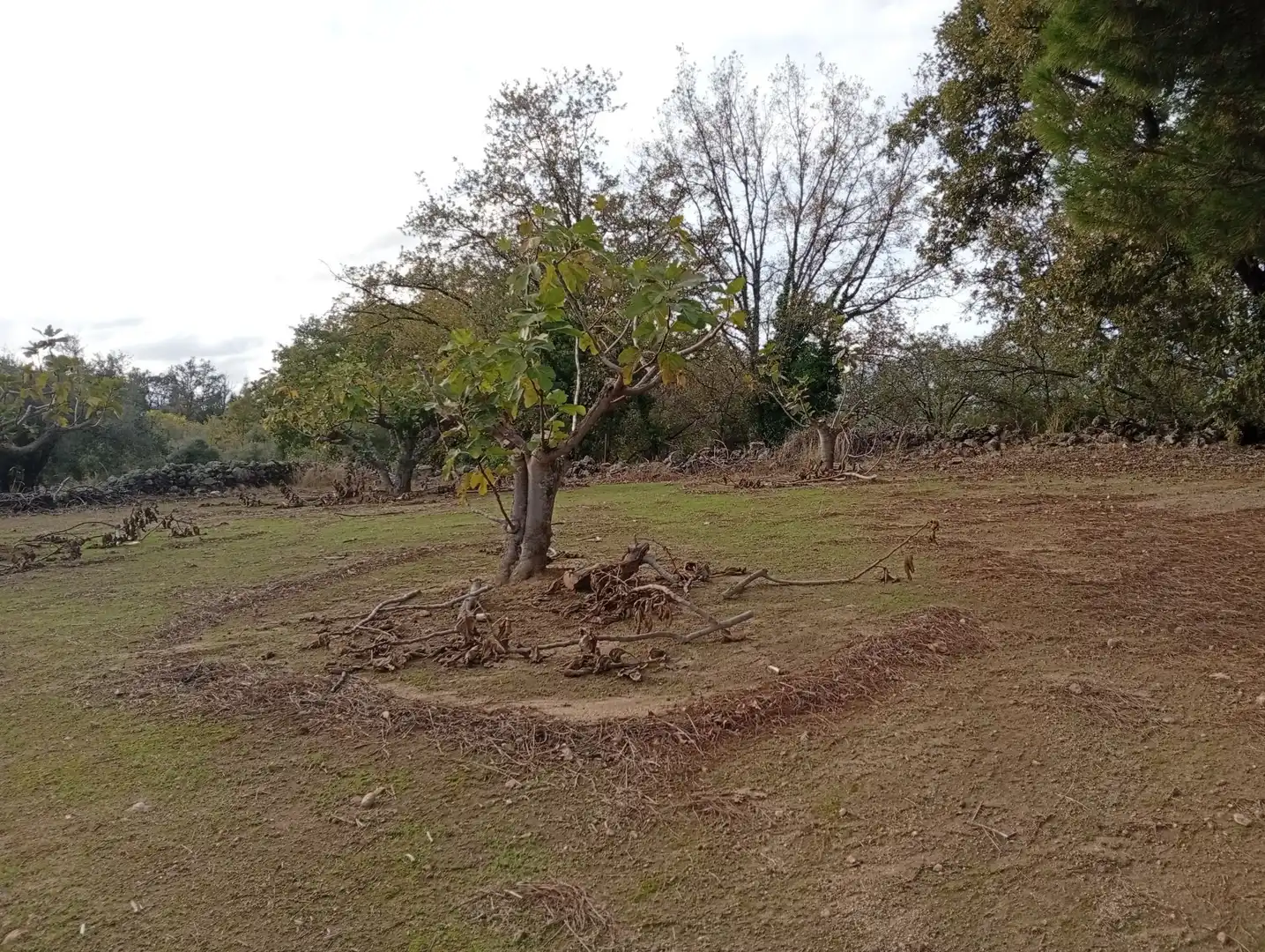 Terreni e lotti in vendita a Villanueva de la Vera, imagen 48