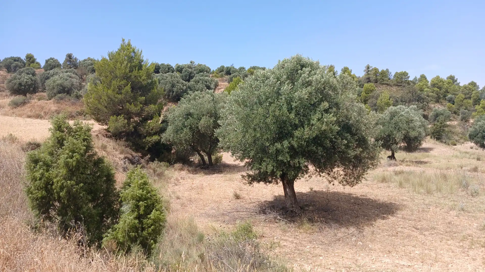 Terreno en venta en Torrevelilla, Teruel