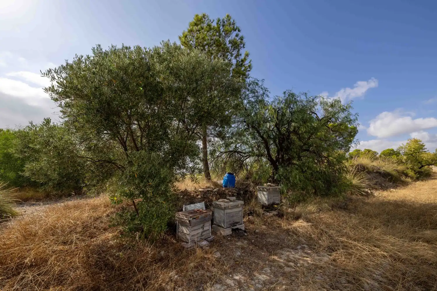 Finca rústica en venta en Mula