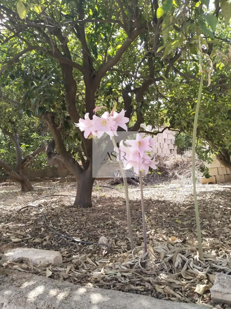 Garden of Houses for sale in Alzira  with Terrace, Storage room and Swimming Pool