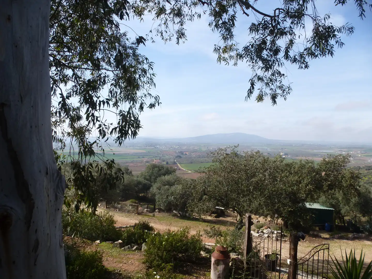 Garden of Land for sale in La Haba 