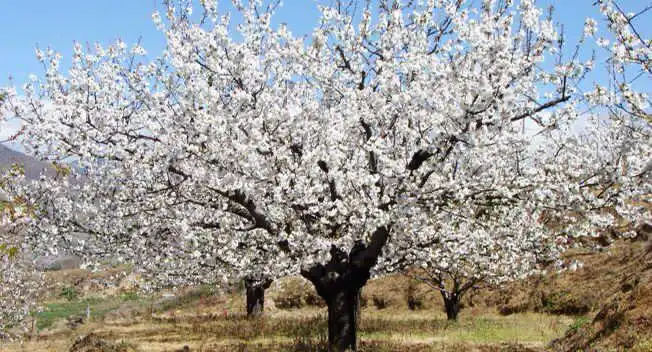 Jardí de Casa o xalet en venda en Navaconcejo amb Aire condicionat, Calefacció i Forn