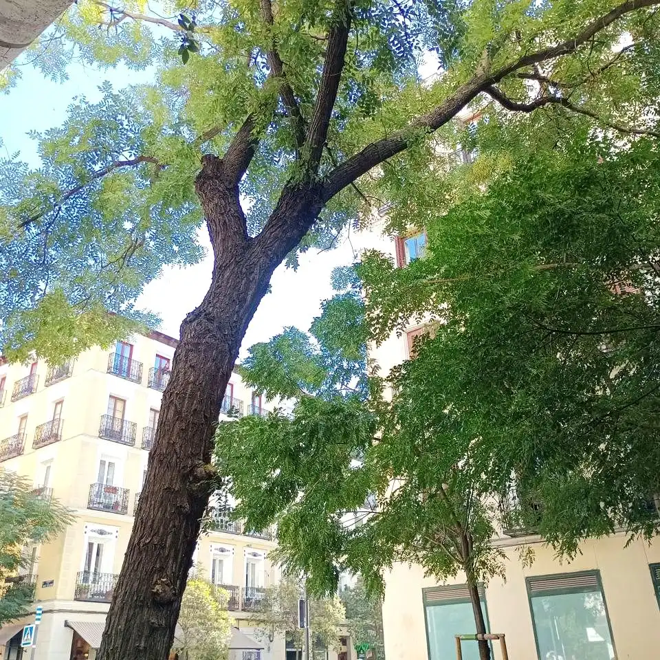 Apartament de lloguer a Madrid, Madrid