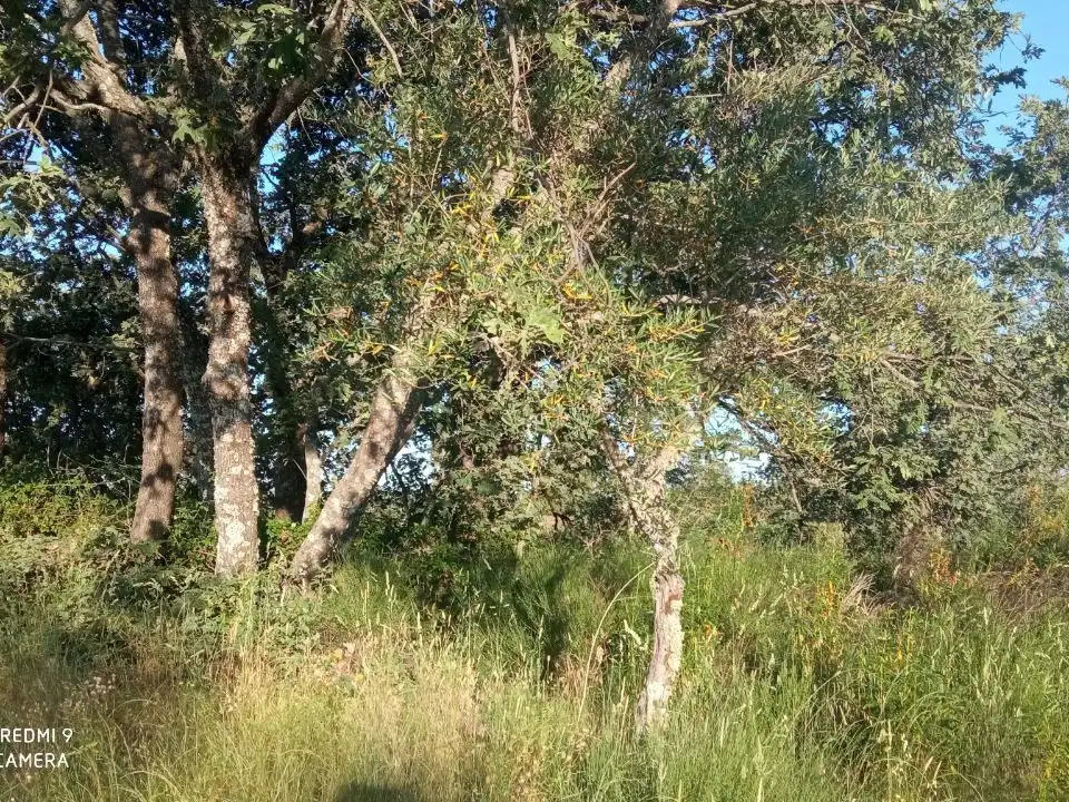 Terreno en venta en Robledillo de la Vera