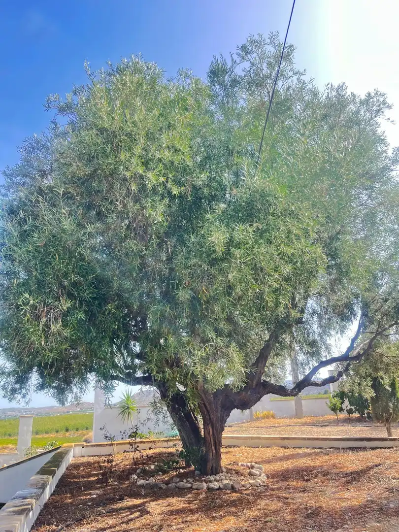 Jardín de Finca rústica en venta en Novelda con Aire acondicionado, Calefacción y Jardín privado