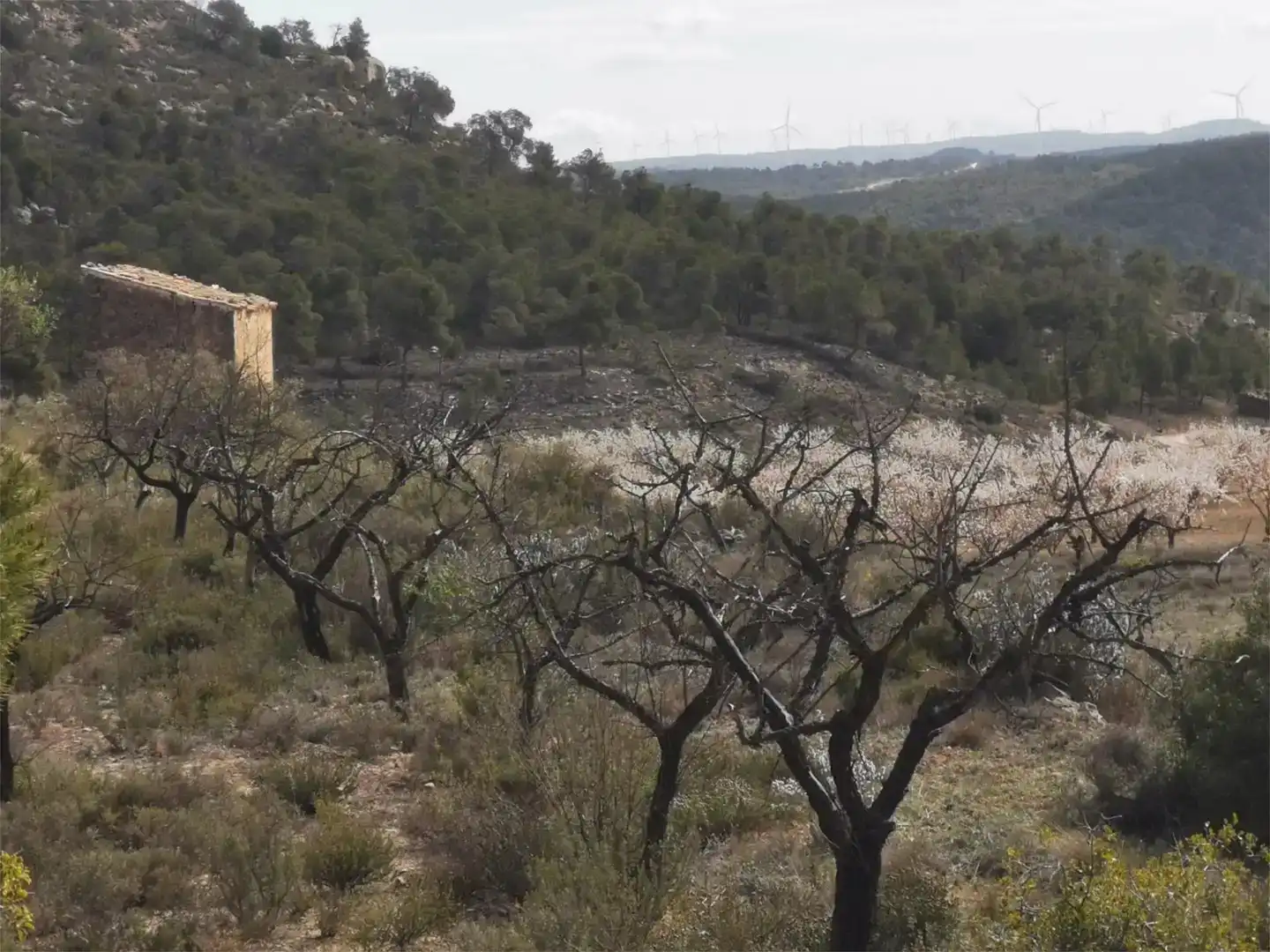 Finca rústica en venda en Nonaspe