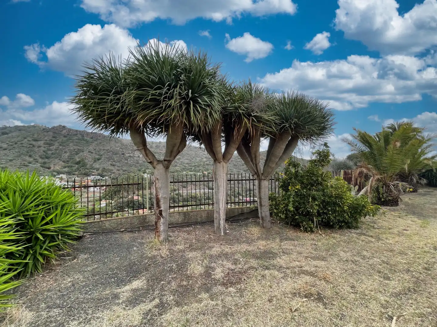 Jardí de Casa o xalet en venda en Santa Brígida amb Terrassa, Traster i Piscina