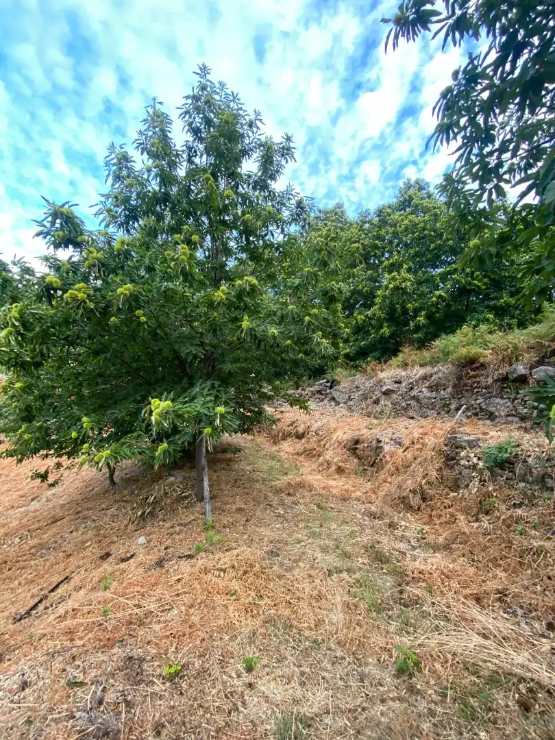 Terrain rustique à vendre à N/A, imagen 16