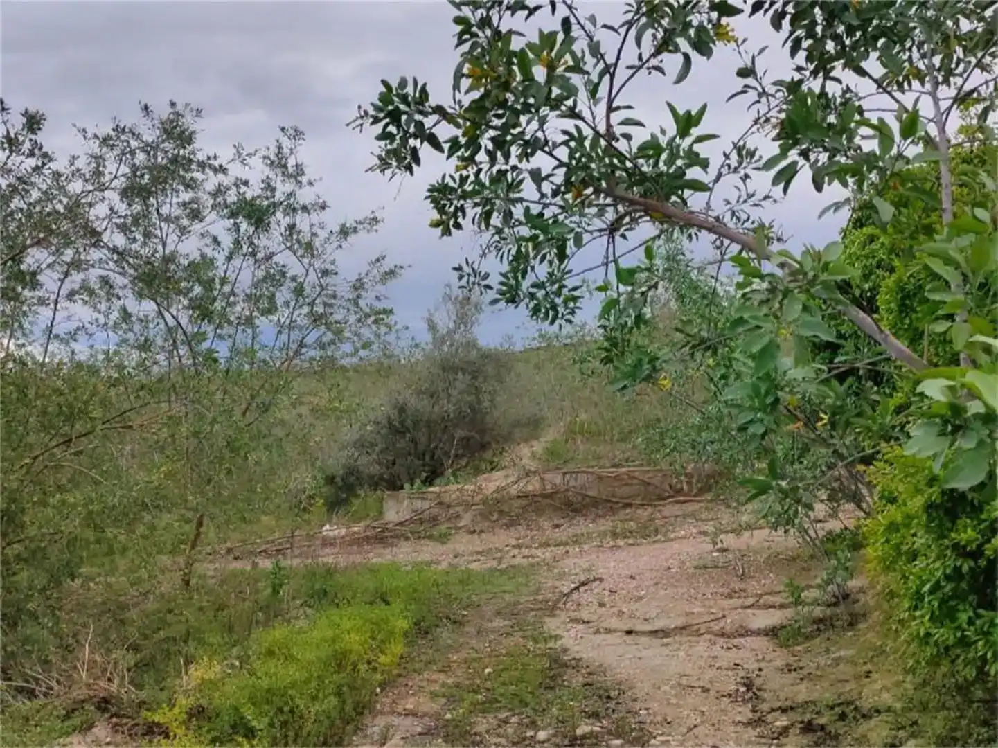 Finca rústica en venda en Ceutí