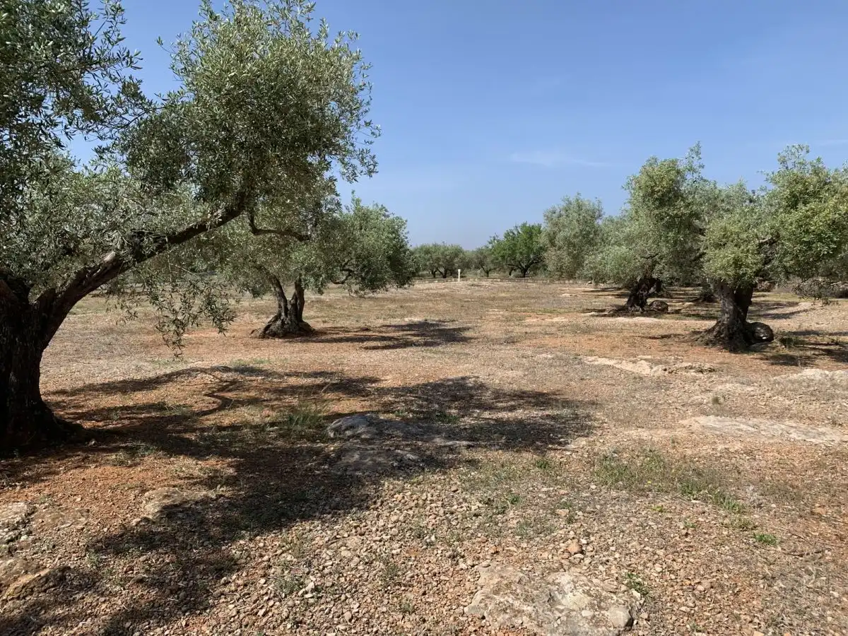 Country homes for sale in L'Ampolla