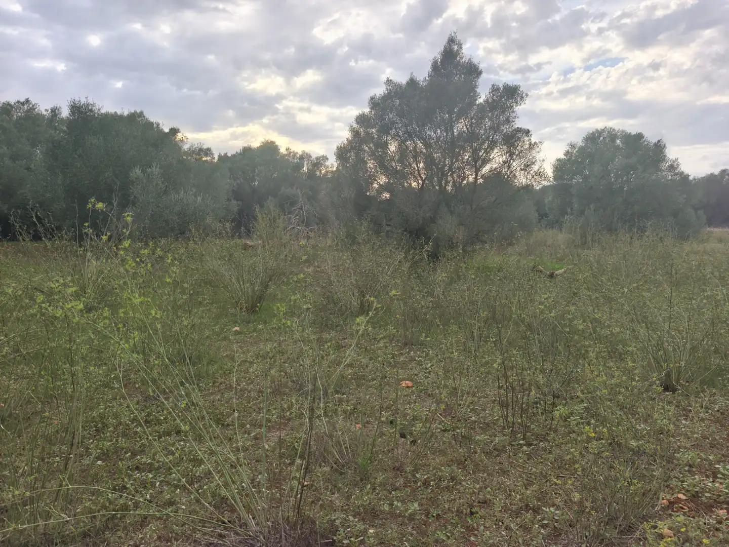 Rural land for sale in Ariany, imagen 3